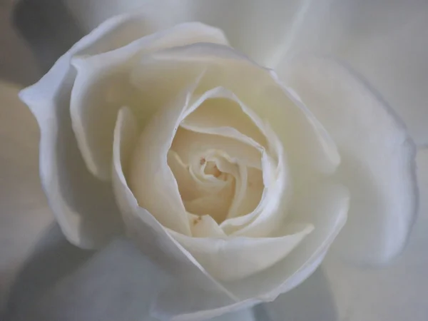 Macro Shot White Rose Flower Growing Garden — Stock Photo, Image