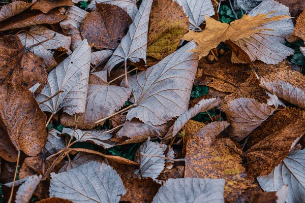 Closeup Shot Autumn Leaves Forest — Stock Photo, Image