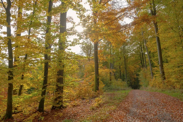 德国希伯伦 2020年11月7日 Herbststimmung — 图库照片