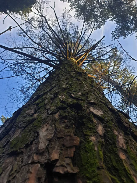 Nízký Úhel Záběr Vysokého Stromu Pozadí Modré Oblohy — Stock fotografie