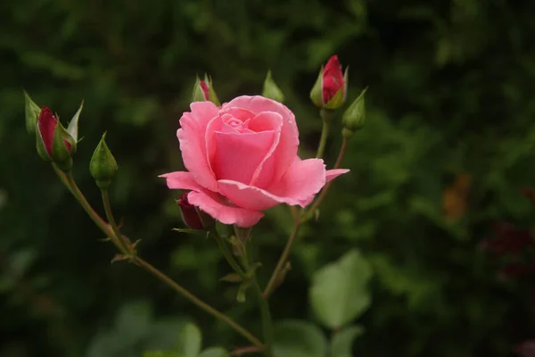 Enfoque Selectivo Hermosas Rosas — Foto de Stock