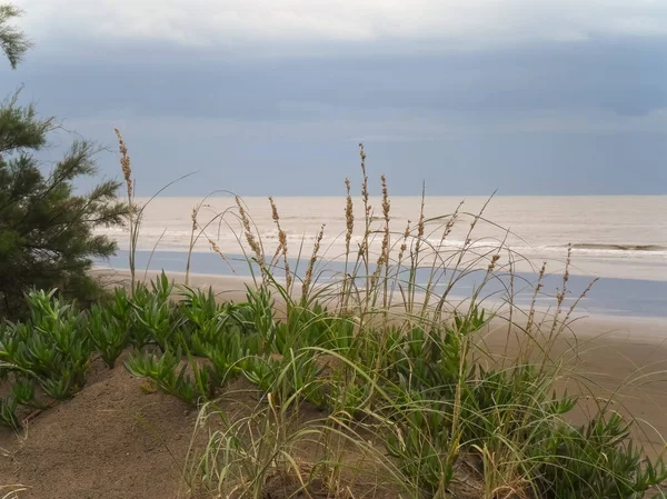 Vegetación Costera Las Dunas Playa Bajo Cielo Nublado Con Suaves — Foto de Stock