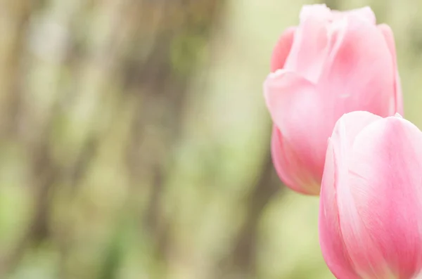 Uma Cultivar Flores Tulipa Fundo Turvo — Fotografia de Stock