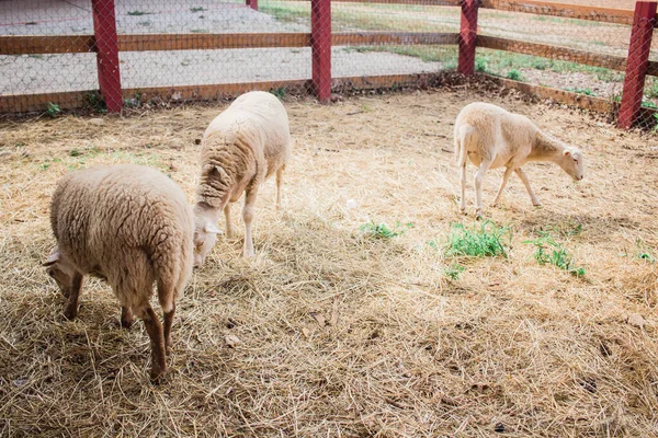昼間に農場で羊の高角度ショット — ストック写真