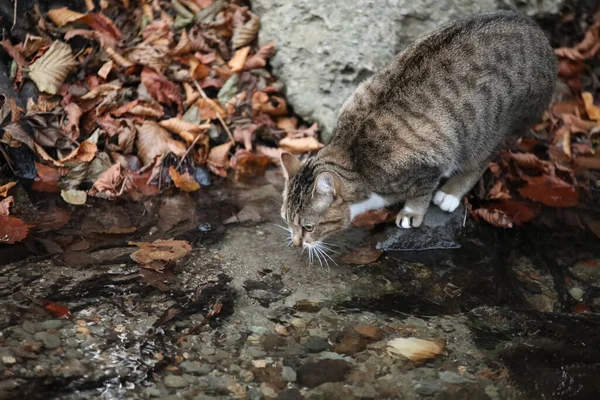 Uitzicht Een Grijze Steegje Kat Drinkwater Uit Beek — Stockfoto