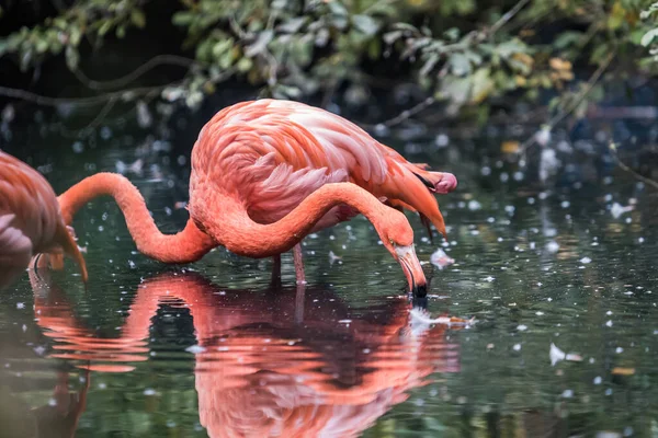 粉色火烈鸟在水里涉水的选择性聚焦镜头 — 图库照片