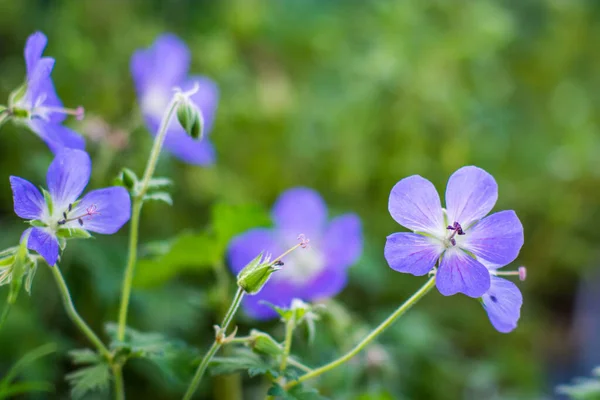 Eine Nahaufnahme Lila Blüten Voller Blüte — Stockfoto
