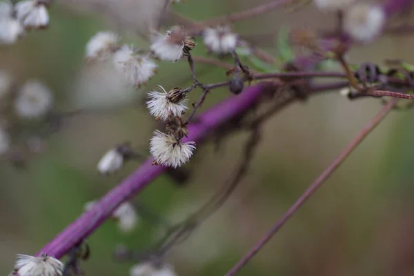 Een Close Shot Van Schattige Bloemen Boom Onder Het Zonlicht — Stockfoto