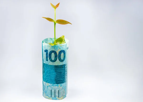 Rolled Brazilian Banknote Small Plant — Stock Photo, Image