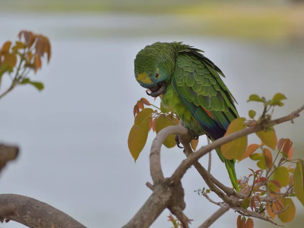 Turkos Fronted Amazon Amazona Aestiva Rengöring Sig Ett Träd Bild — Stockfoto