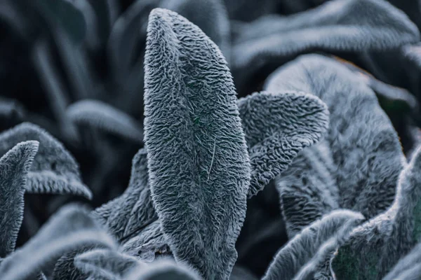 森林里野生植物的特写镜头 — 图库照片