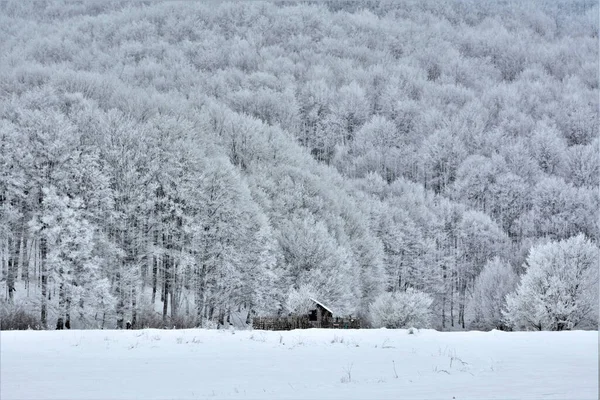 Los Hermosos Árboles Nevados Bosque — Foto de Stock