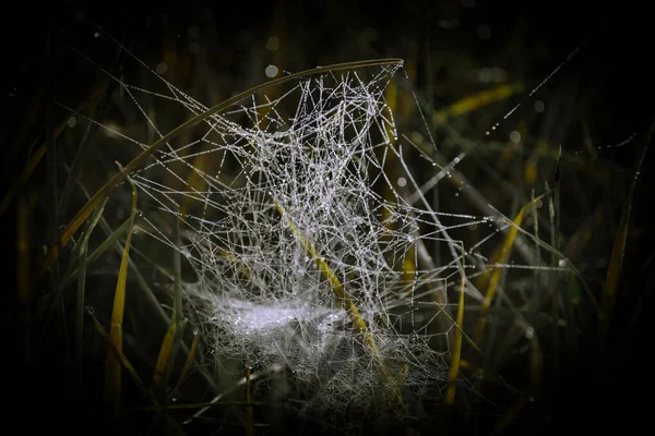 Primer Plano Una Telaraña Hierba Cubierta Gotas Lluvia Con Fondo — Foto de Stock