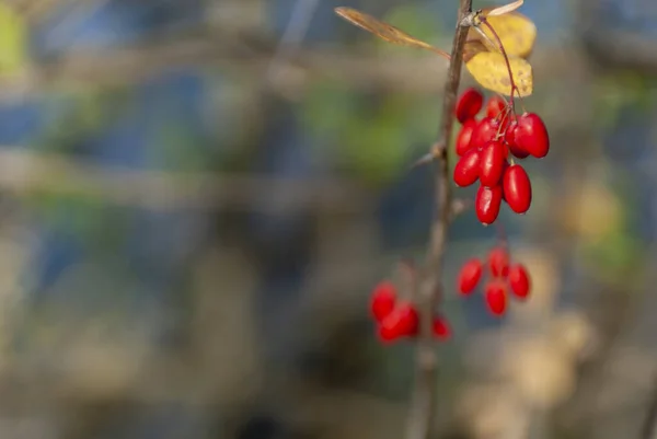 Eine Nahaufnahme Von Goji Beeren Auf Einem Zweig Sonnenlicht Mit — Stockfoto