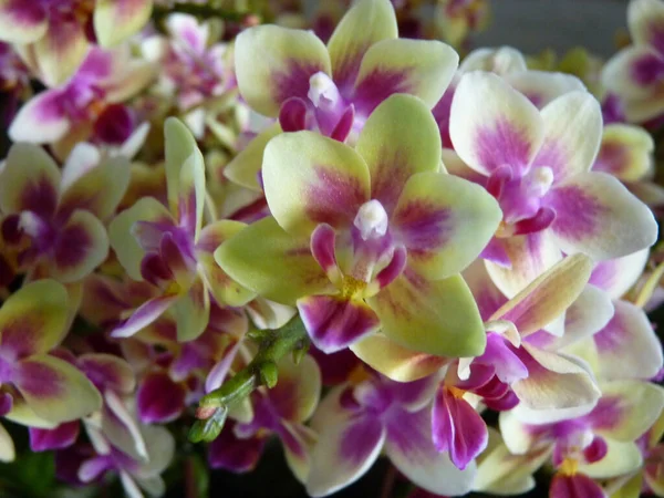 Zbliżenie Strzał Orchidei Kwiat Jego Pełnym Kwiecie Wiosnę — Zdjęcie stockowe