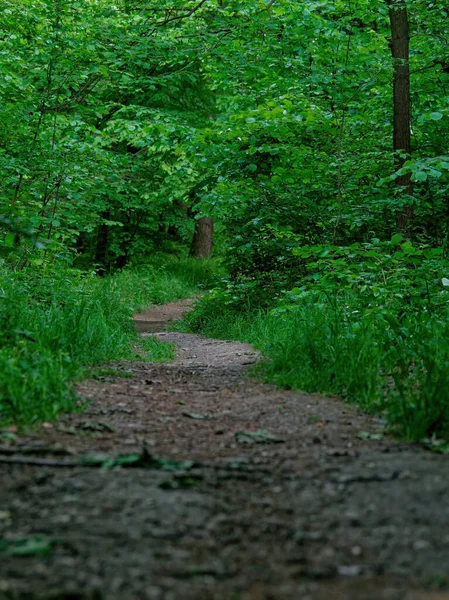 Plan Vertical Sentier Milieu Une Forêt Verte — Photo