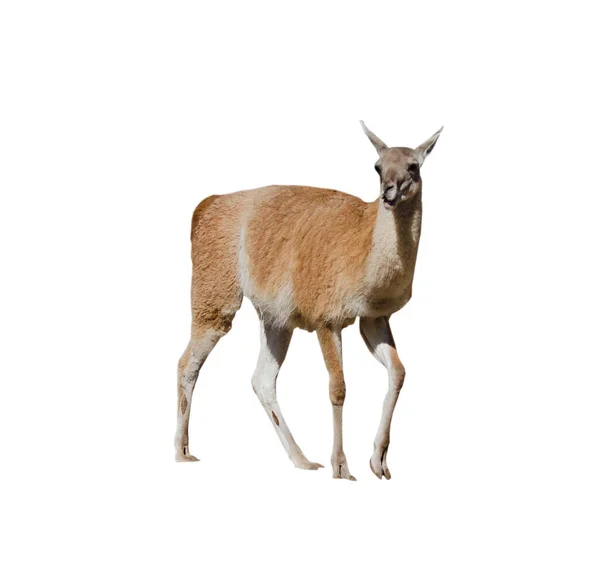 Antilope Bambini Isolata Uno Sfondo Bianco — Foto Stock