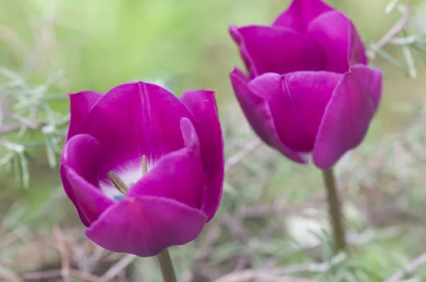 Selective Focus Shot Purple Tulips Forest — Stock Photo, Image