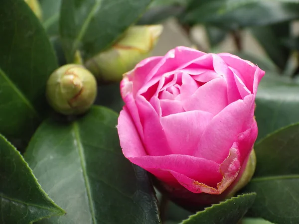 Różowy Camellia Kwiat Kwitnący Ogrodzie — Zdjęcie stockowe