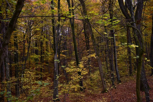 Крупный План Осенних Листьев Лесу — стоковое фото