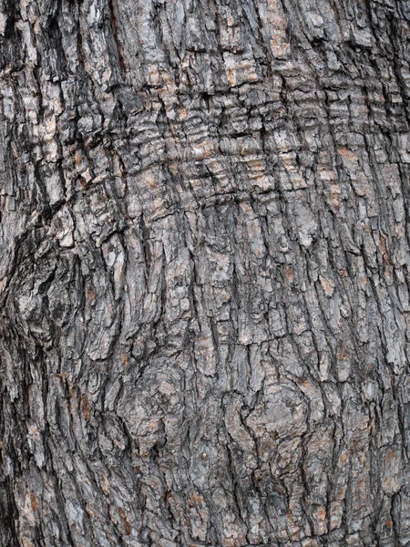 Colpo Verticale Una Corteccia Albero Neem — Foto Stock