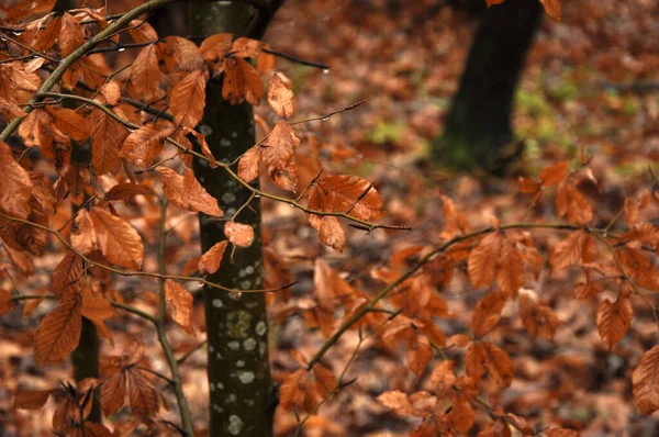 Plan Sélectif Des Feuilles Automne Istanbul Turquie — Photo