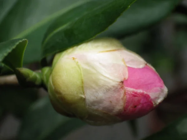 Bahçede Açan Pembe Bir Kamelya Çiçeği — Stok fotoğraf