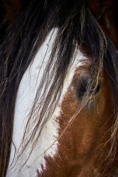 Een Verticaal Close Shot Van Een Bruin Witte Paardenkop — Stockfoto