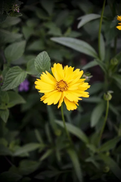在花园里一枝美丽的黄色向日葵的垂直特写 — 图库照片