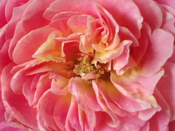 Makroaufnahme Einer Rosa Rosenblüte Die Garten Wächst — Stockfoto