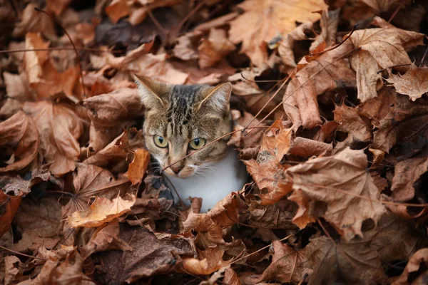 Вид Серой Кошки Спрятанной Сушеными Листьями — стоковое фото