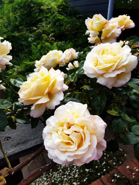 Plano Vertical Rosas Amarillas Que Crecen Jardín Durante Día Sydney —  Fotos de Stock