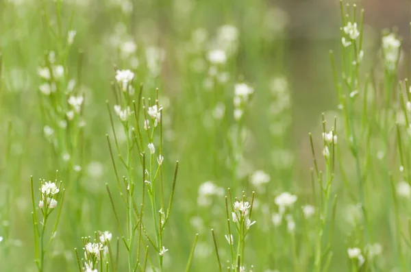 Selective Focus Shot Small White Flowers Meadow — Stock Photo, Image