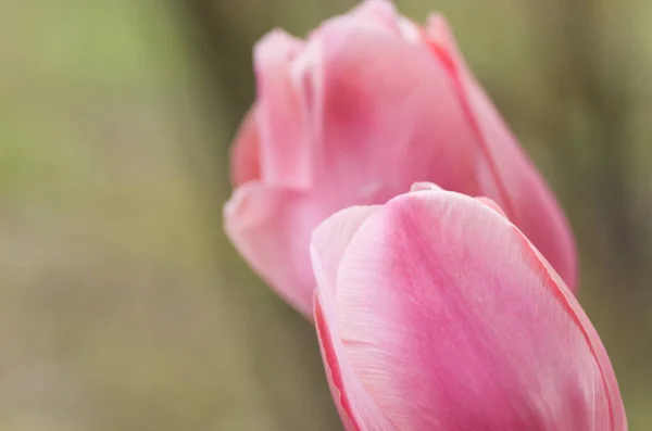 Tulip Blossoms Cultivar Blurred Background — Stock Photo, Image
