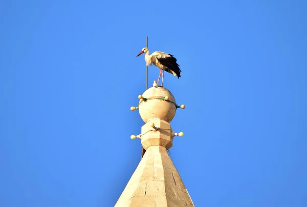 Birzebbuga Malta Octubre 2015 Cigüeña Blanca Ciconia Ciconia Migrando Sobre —  Fotos de Stock