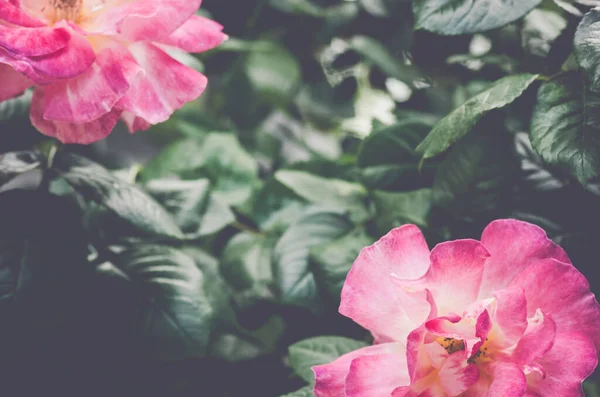 Cliché Belles Roses Jardin — Photo