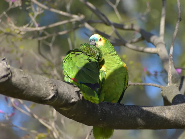 Pair Turquoise Fronted Amazon Amazona Aestiva Wild Park Buenos Aires — Stock Photo, Image