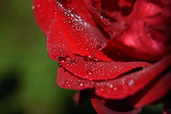 Primo Piano Una Rosa Rossa Con Gocce Pioggia Sotto Luci — Foto Stock