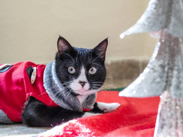 Милая Стильная Черно Белая Кошка Наряженная Рождество — стоковое фото
