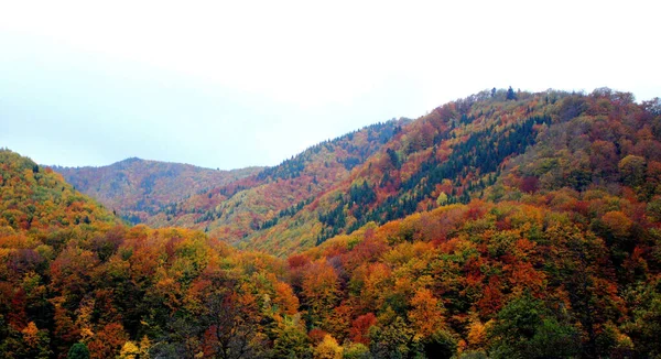 Una Vista Panorámica Naturaleza Otoñal Árboles Pintorescos Con Follaje Colorido — Foto de Stock