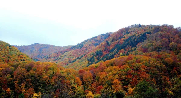 Une Vue Panoramique Sur Nature Automnale Des Arbres Pittoresques Feuillage — Photo