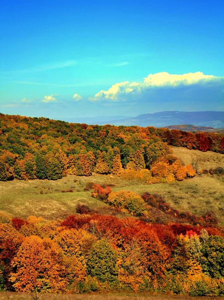Malowniczy Widok Jesienną Przyrodę Malownicze Drzewa Kolorowymi Liśćmi — Zdjęcie stockowe