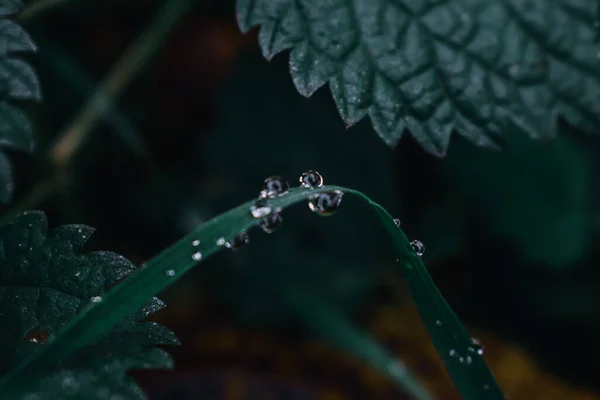 Tiro Close Gotas Água Plantas — Fotografia de Stock