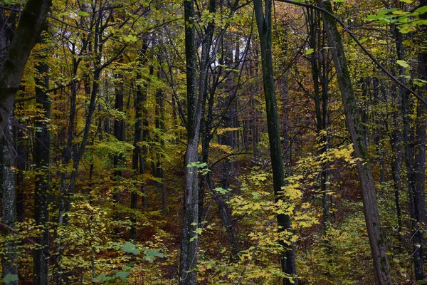 森の中の紅葉のクローズアップ — ストック写真