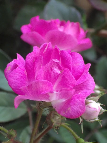 Close Shot Purple Rose Flower Growing Garden — Stock Photo, Image