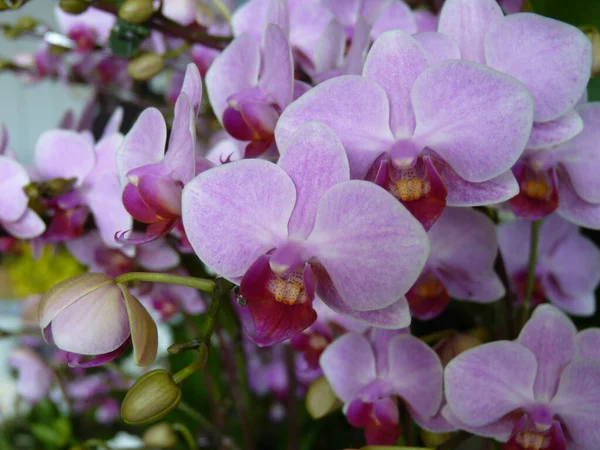 Tiro Perto Acima Uma Flor Orchid Sua Flor Cheia Mola — Fotografia de Stock