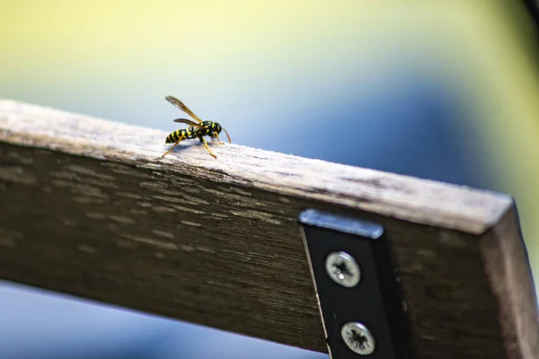 Nahaufnahme Einer Biene Auf Einem Stück Holz — Stockfoto