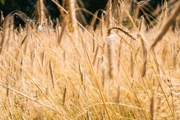 Selective Focus Shot Grain Swaying Wind Sunny Day — Stock Photo, Image