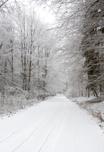 Uma Estrada Nevada Floresta Árvores Sem Folhas Cobertas Neve — Fotografia de Stock