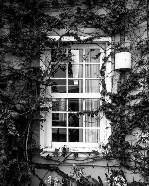 Grayscale Vertical Shot House Exterior Wall Rustic Window Surrounded Creeping — Stock Photo, Image